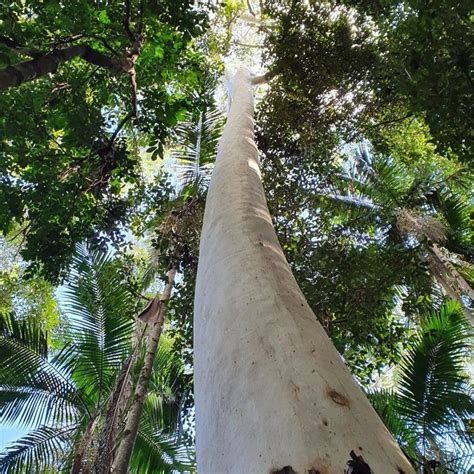 Tall trees. | National parks, Tall trees, Queensland australia