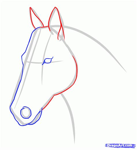 Steps To Draw A Horse Head - Drawing Word Searches