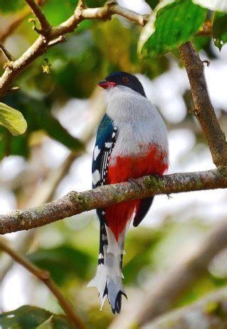 “Cuban Trogon” World’s Most Fascinating Bird- Charismatic Planet