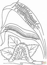 Millipede Coloring Pages sketch template