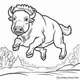 Bison Coloring Pages  Free & Printable sketch template