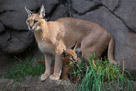 What's a caracal kitten? Cute | KVAL