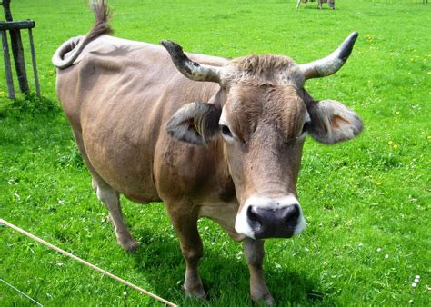 File:Glarus-Cow.jpg - Wikimedia Commons