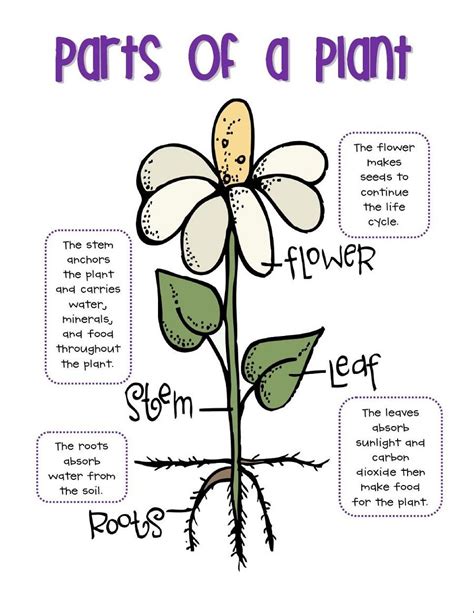 Parts of a Plant Diagram for 4th Graders | Plant life cycle, Science ...