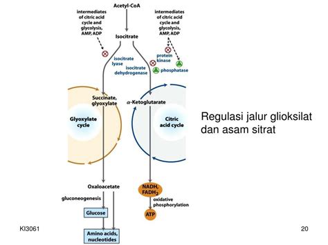 Regulasi siklus asam sitrat - dastdis