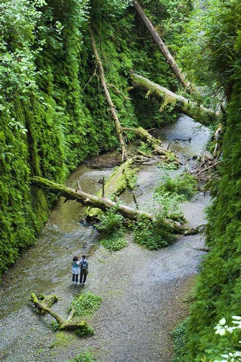 Prairie Creek Redwoods State Park | State parks, Fern canyon, California travel