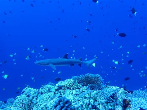 Apo Reef Marine Park - Dugong Dive Center