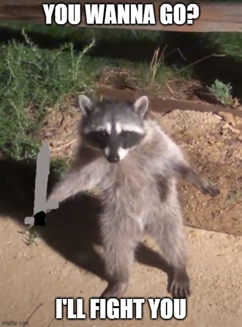 sword fighting racoon - Imgflip