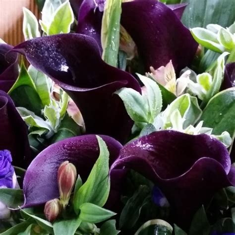 Black Color Calla Lily Bouquet