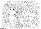 Frog Life Cycle Coloring Page Pages sketch template