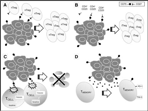 CD70 – CD27 signaling in the tumor-microenvironment. Four different ...