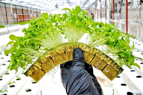 5 Hydroponic Growing Media For Your Plants - TheGardenGranny