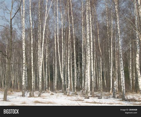 Birch Forest Image & Photo (Free Trial) | Bigstock