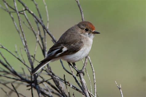 red cap bird | Bird of the week: Rufous-crowned Emu Wren…and a big day ’round ... | Bird, Red ...