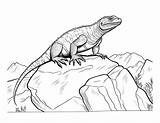 Free Printable Lizard Coloring Pages For Kids sketch template