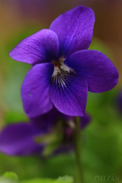 one of many by Eva Rios Ortega | 500px | Violet flower, Flowers ...