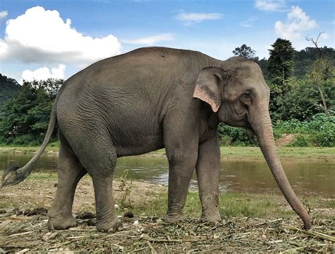 Manao - Save Elephant Foundation - Online News