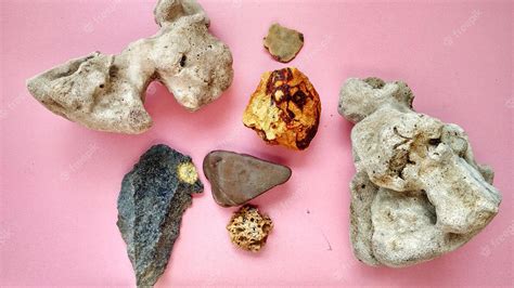Premium Photo | Specimen of coral, calcarenite, andesite and nummulites fossil from indonesia ...