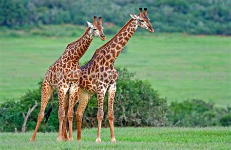 The Giraffe | Largest Animal In The World | Animals Lover