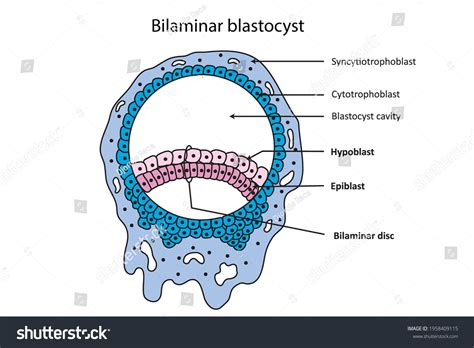 Embryonic Disc Formation