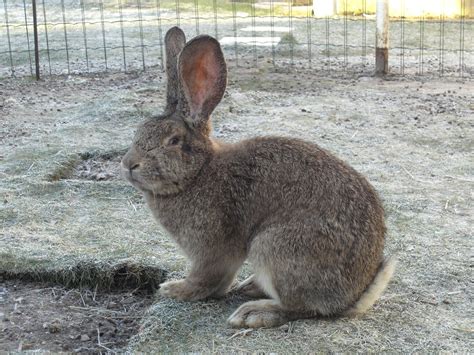 Flemish Giant Rabbit - Breed Guide, Facts & Images