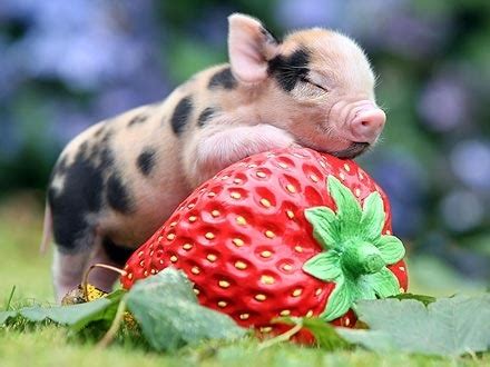 cute piglet on Tumblr