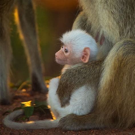 A rare white baboon was spotted in Zambia by @andyparkinsonphoto #WorldWatch #Baboon #Baby #Cute ...