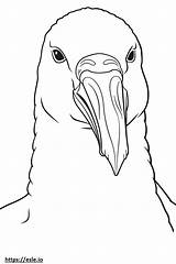 King Penguin Face coloring Page sketch template
