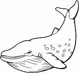 Whale Coloring Pages sketch template