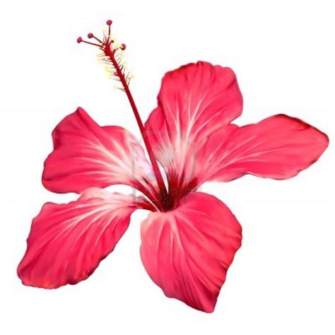 Clip Art Hawaiian Flowers - ClipArt Best