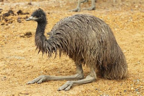 Emu - Flightless bird | Birds - Feathers of the Universe! | Pinterest ...