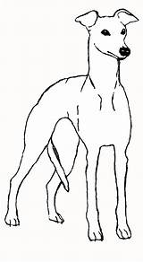 Whippet Colouring Pages Sketch Coloring Page sketch template