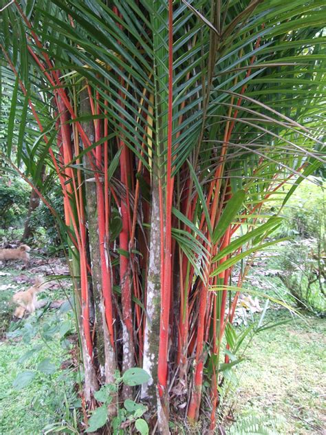 Red stem palm tree | OrganicVision Association | Flickr