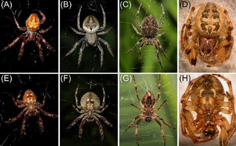 Body color patterns of nocturnal orb web spiders. Dorsal (A– D) and ...