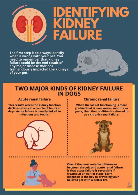 Diagnosis And Treatment Of Kidney Failure In Dogs | Bark For More