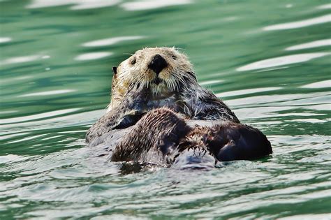 Alaskan Sea Otter | Another image of my favorite sea otter. … | Flickr