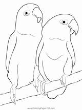 Love Bird Coloring Pages sketch template