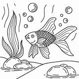 Aquarium Plants Coloring Pages sketch template