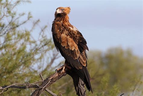 Wedge-tailed Eagle • ReWild Perth