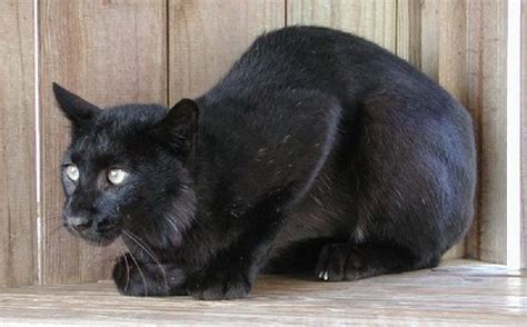 Black Lynx | Melanistic, Melanism, Rare cats