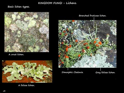 Lichen growth forms - Botany Brisbane