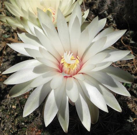 FLOWERS ENCYCLOPAEDIA: cactus flowers