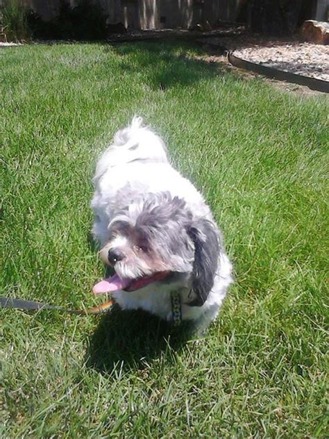 Shih Tzu Dog | Shih Tzu dog playing in grass | Lyn Lomasi | Flickr