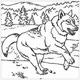 Loup Qui Court Coloriage D Un En Pleine Course Dans La Nature A Partir  sketch template