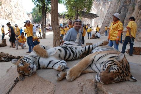 40 lifeless tiger cubs discovered in Thailand temple's freezer