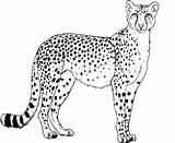 Cheetah Pictures To Print  Free Printable Images sketch template