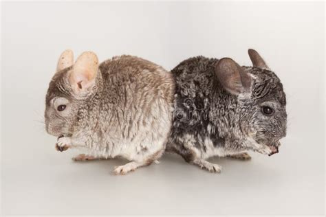 Chinchilla Rodent Domestic Pet Animal Stock Photo - Image of animal ...