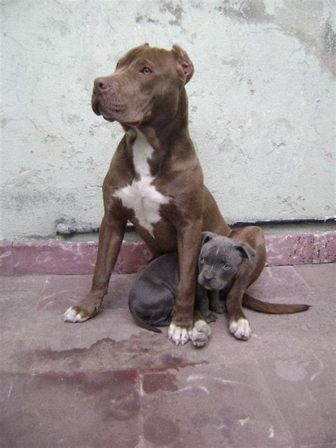 Pitbull protecting her baby. A mothers protection is unbeatable-no ...