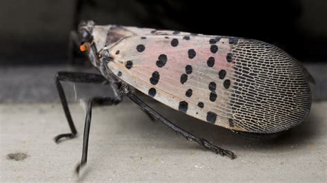 Alert Issued For Spotted Lanternfly In Pennsylvania : NPR