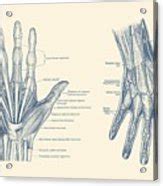 Human Hand Anatomy - Dual View - Vintage Diagram Drawing by Vintage ...